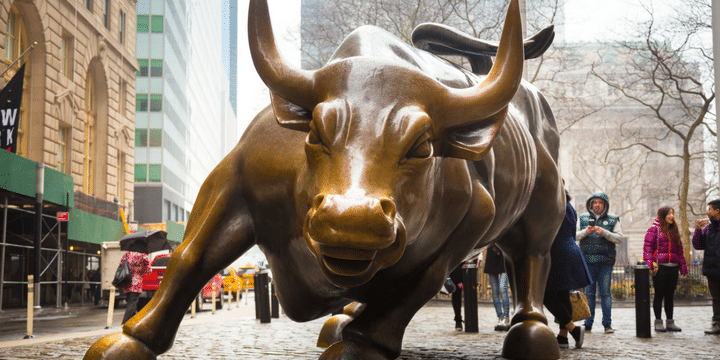 bull bull